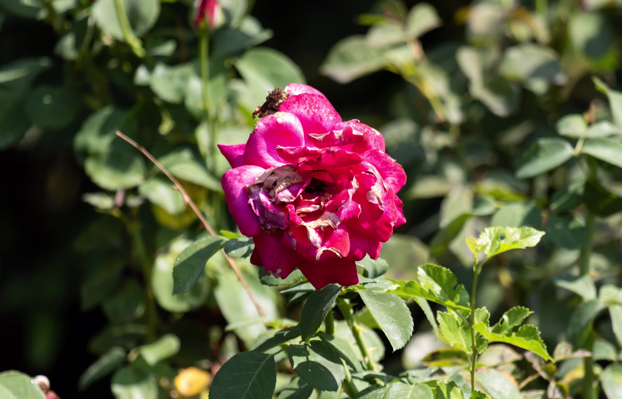 A Symphony of Colors: Exploring the Diversity of Flowering Plants